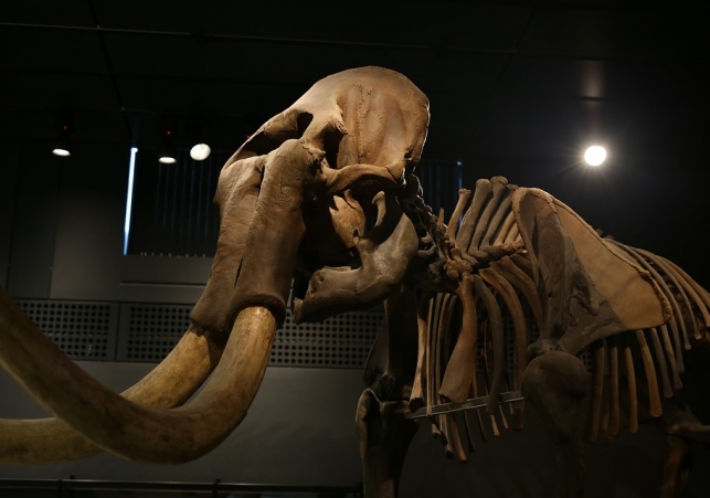 odkrycie zębu mamuta