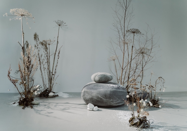 barszcz sosnowskiego