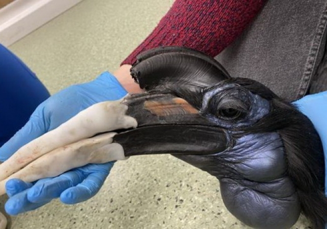 rekonstrukcja dzioba dzioboroga abisyńskiego