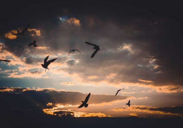 obraczkowanie ptakow