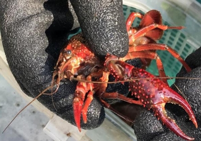 gatunki inwazyjne rakow