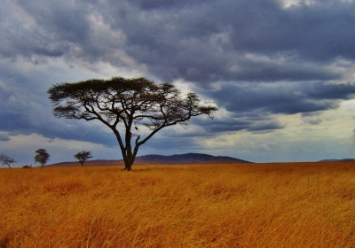 badania serengeti